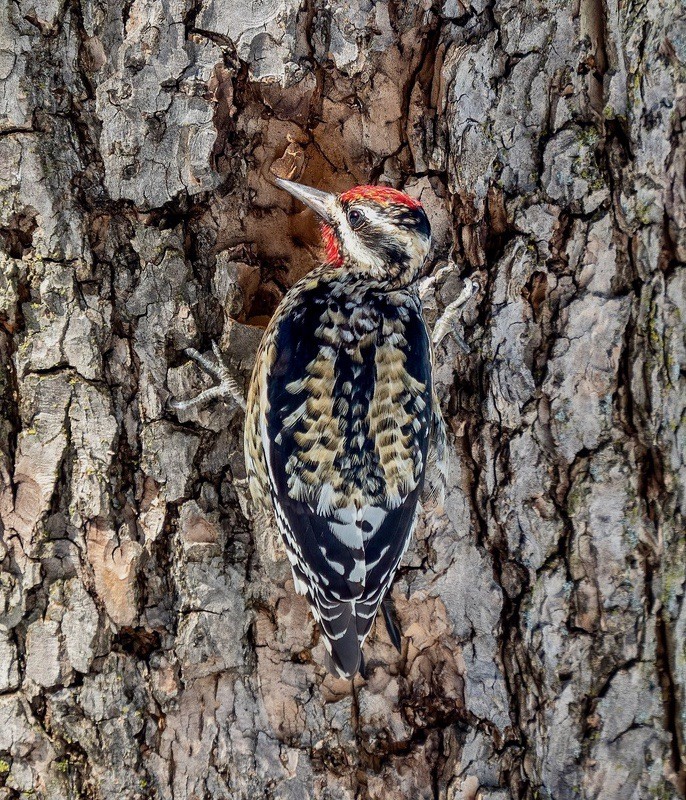 Yellow-bellied Sapsucker male in Central Park by Rhododendrites is licensed under CC BY-SA 4.0.